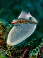   small goby ascidia....may be waiting attaching eggs... ascidiamay ascidia may eggs  